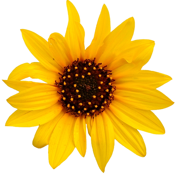 Free Daisy Flower Sunflower Daisy Family Clipart Clipart Transparent Background