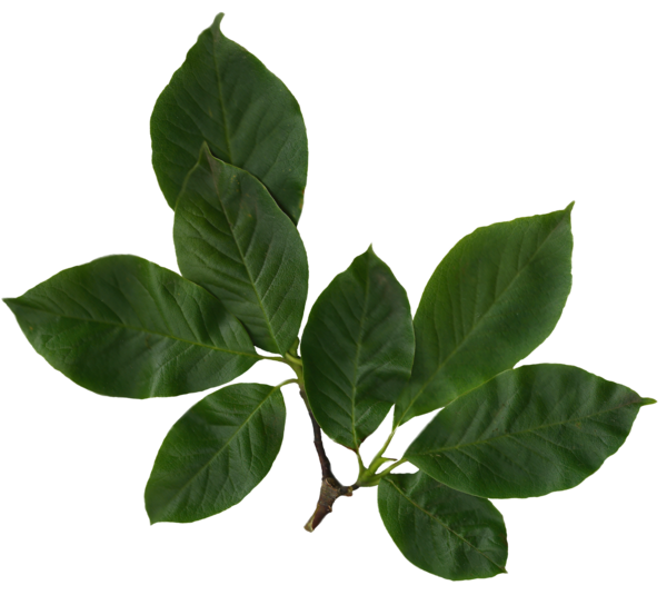 Free Herb Leaf Plant Basil Clipart Clipart Transparent Background