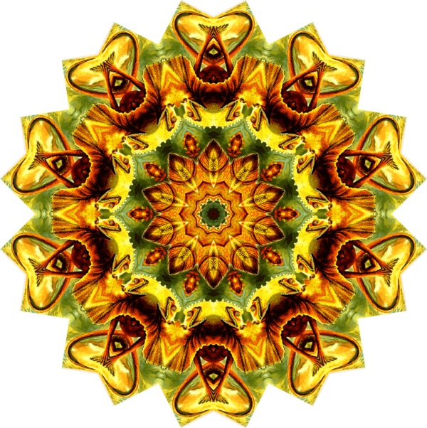 Free Lizard Flower Sunflower Symmetry Clipart Clipart Transparent Background