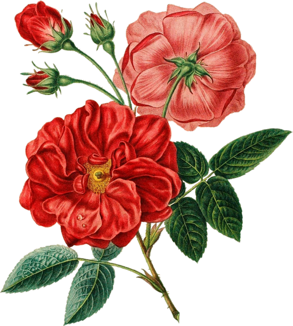 Free Peony Flower Rose Family Plant Clipart Clipart Transparent Background