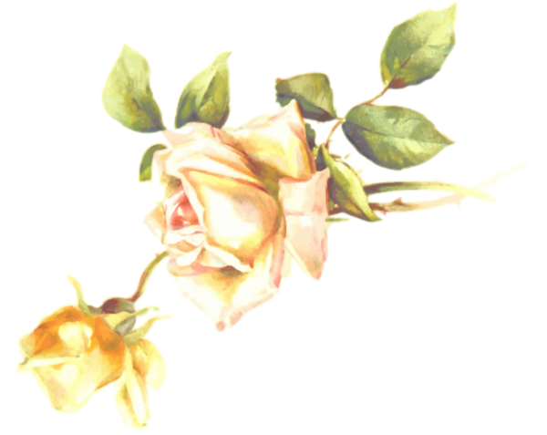 Free Rose Flower Plant Flora Clipart Clipart Transparent Background