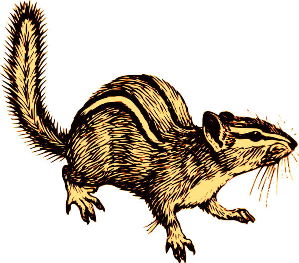 Free Squirrel Tail Rat Wildlife Clipart Clipart Transparent Background