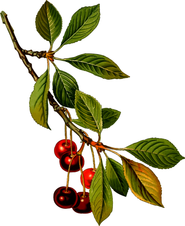 Free Fruit Fruit Cherry Plant Clipart Clipart Transparent Background