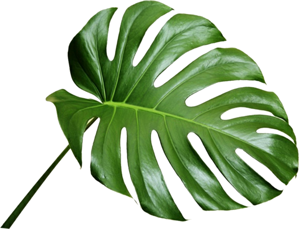 Free Cheese Plant Leaf Clipart Clipart Transparent Background