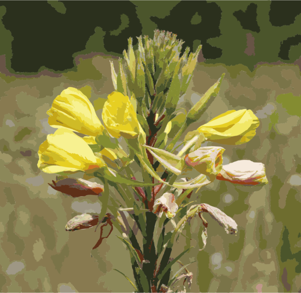 Free Spring Flower Plant Flora Clipart Clipart Transparent Background