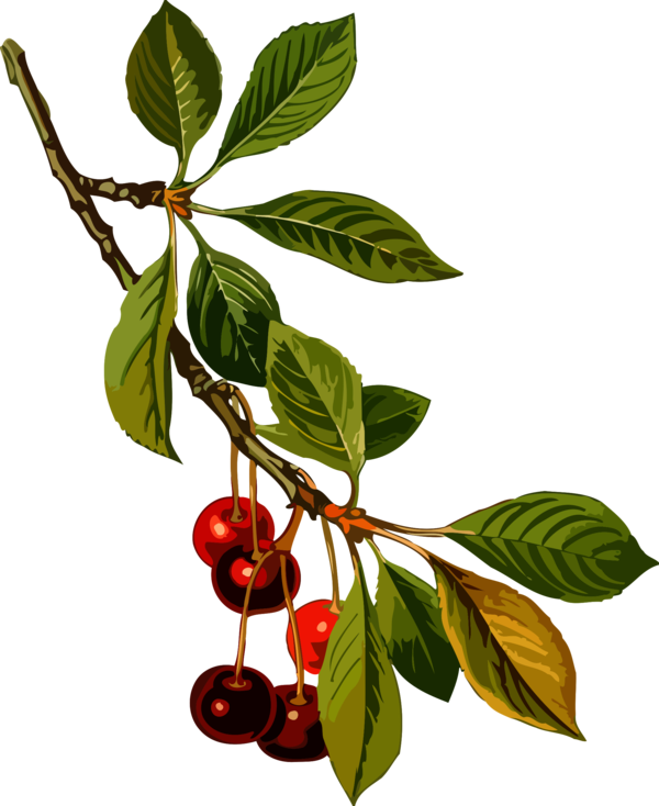 Free Tree Fruit Cherry Plant Clipart Clipart Transparent Background