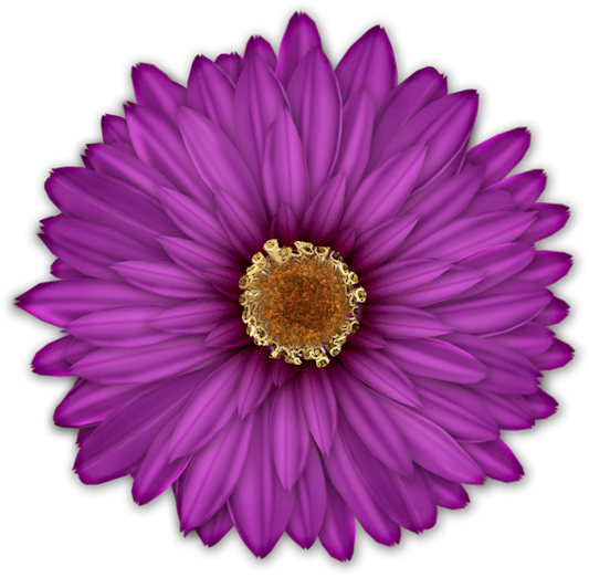 Free Gerbera Flower Violet Aster Clipart Clipart Transparent Background