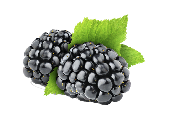 Free Fruit Fruit Berry Blackberry Clipart Clipart Transparent Background