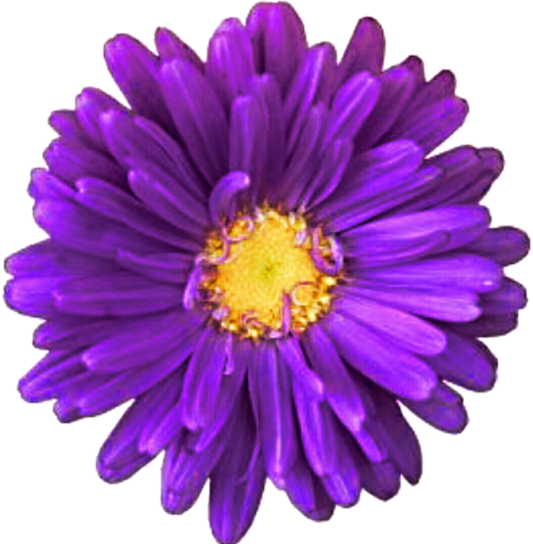 Free Daisy Flower Violet Aster Clipart Clipart Transparent Background