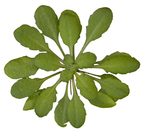 Free Herb Plant Leaf Herb Clipart Clipart Transparent Background