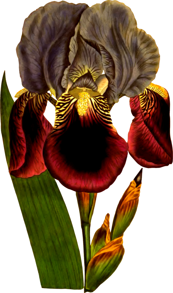 Free Orchid Flower Plant Iris Clipart Clipart Transparent Background
