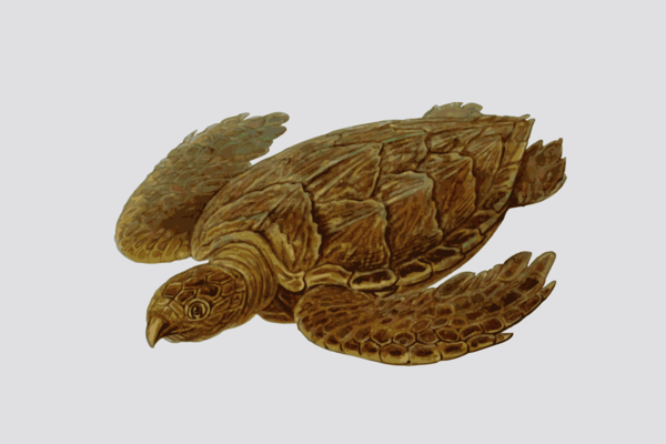 Free Turtle Turtle Reptile Sea Turtle Clipart Clipart Transparent Background