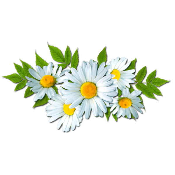 Free Daisy Flower Daisy Oxeye Daisy Clipart Clipart Transparent Background