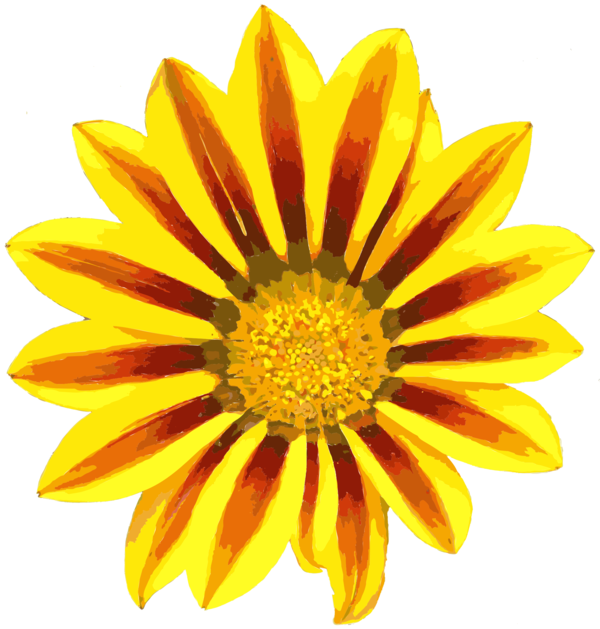 Free Daisy Flower Sunflower Petal Clipart Clipart Transparent Background