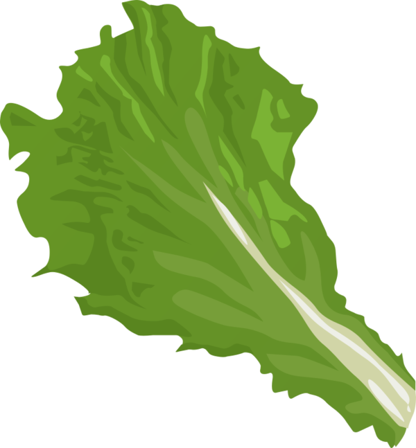 Free Salad Leaf Plant Leaf Vegetable Clipart Clipart Transparent Background