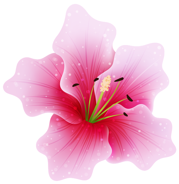 Free Hibiscus Flower Hibiscus Petal Clipart Clipart Transparent Background