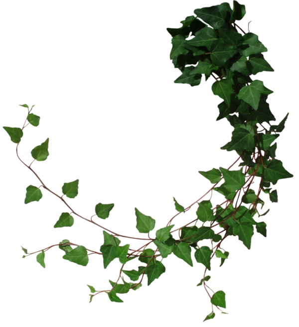 Free Tree Leaf Branch Ivy Clipart Clipart Transparent Background