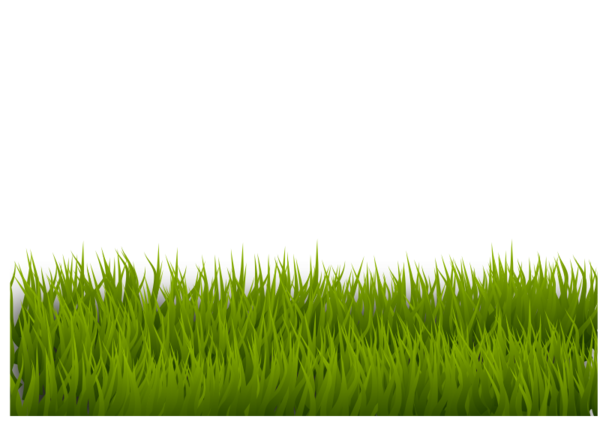 Free Lawn Grass Grass Family Plant Clipart Clipart Transparent Background