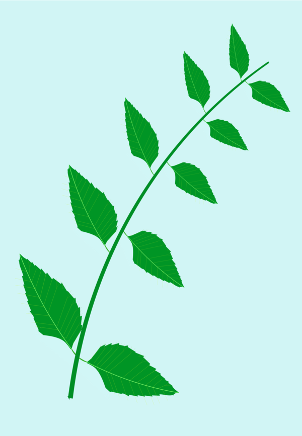 Free Tree Leaf Plant Branch Clipart Clipart Transparent Background
