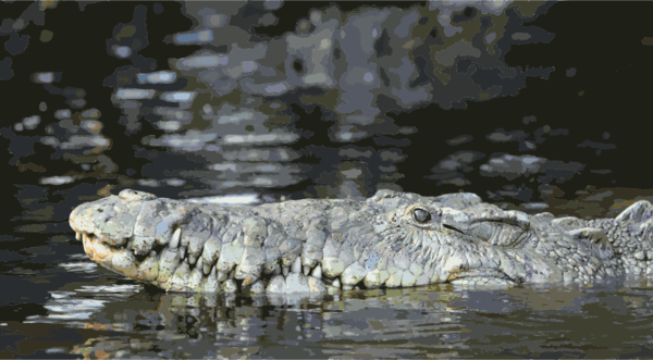 Free Water Crocodilia Crocodile American Alligator Clipart Clipart Transparent Background