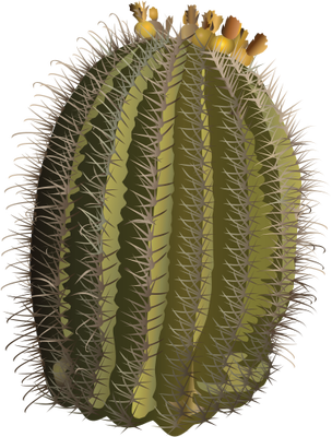 Free Cactus Cactus Plant Hedgehog Cactus Clipart Clipart Transparent Background