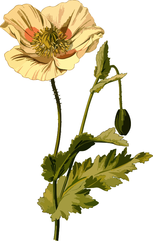 Free Gerbera Flower Flora Plant Clipart Clipart Transparent Background