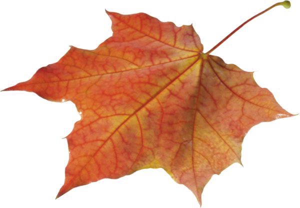 Free Autumn Maple Leaf Leaf Maple Tree Clipart Clipart Transparent Background