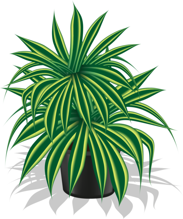 Free Tree Plant Leaf Tree Clipart Clipart Transparent Background
