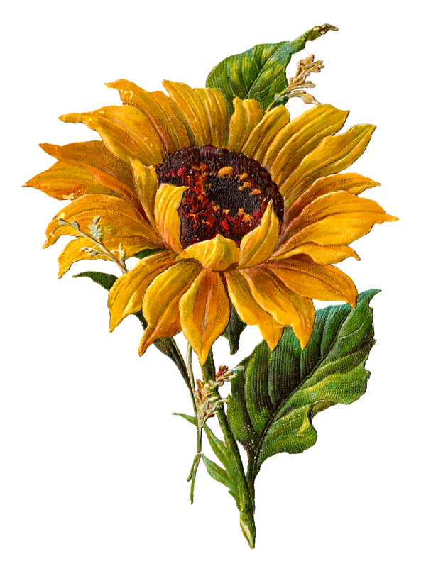 Free Sunflower Flower Sunflower Cut Flowers Clipart Clipart Transparent Background