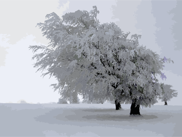Free Winter Winter Snow Tree Clipart Clipart Transparent Background