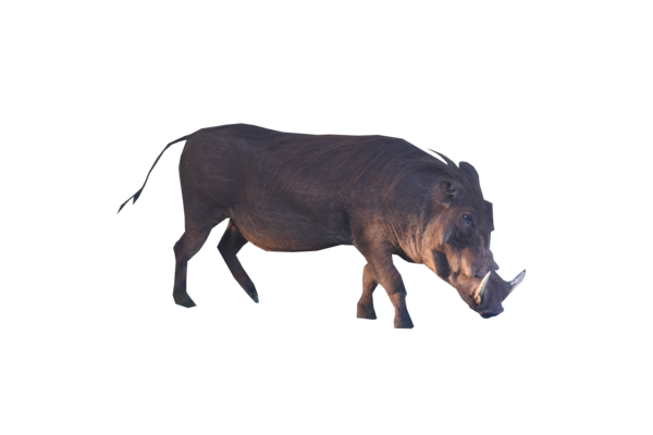 Free Pig Bull Wildlife Pig Clipart Clipart Transparent Background