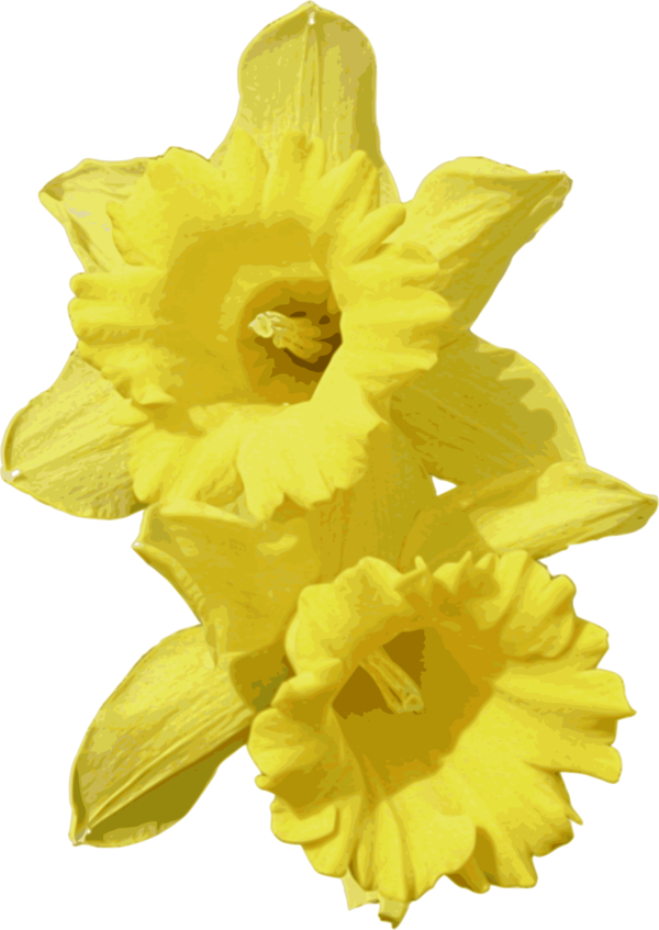Free Daffodil Flower Plant Narcissus Clipart Clipart Transparent Background