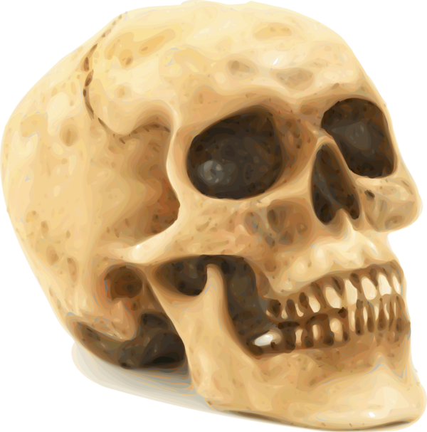 Free Anatomy Bone Skull Jaw Clipart Clipart Transparent Background