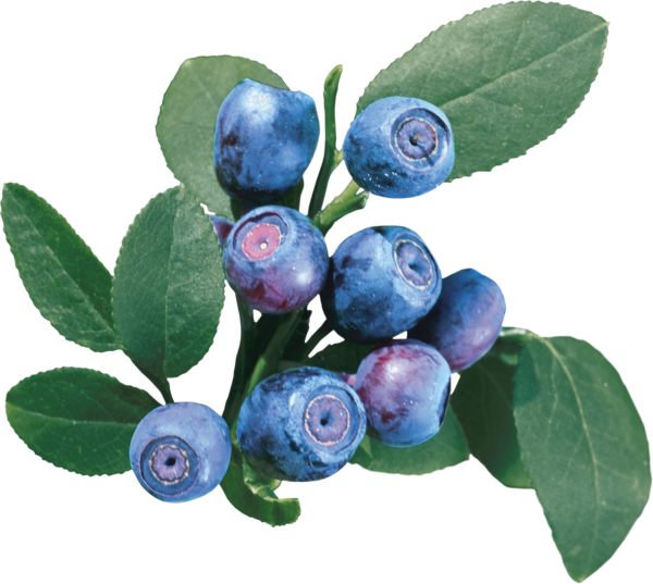 Free Fruit Berry Blueberry Plant Clipart Clipart Transparent Background