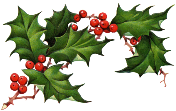 Free Winter Aquifoliaceae Holly Plant Clipart Clipart Transparent Background