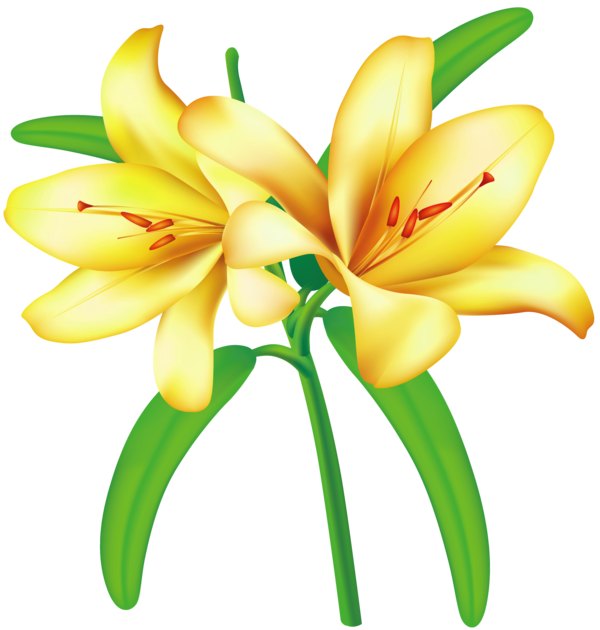 Free Lily Flower Plant Lily Clipart Clipart Transparent Background