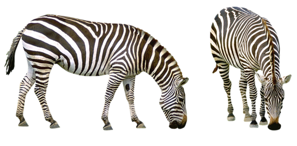 Free Zebra Zebra Wildlife Neck Clipart Clipart Transparent Background