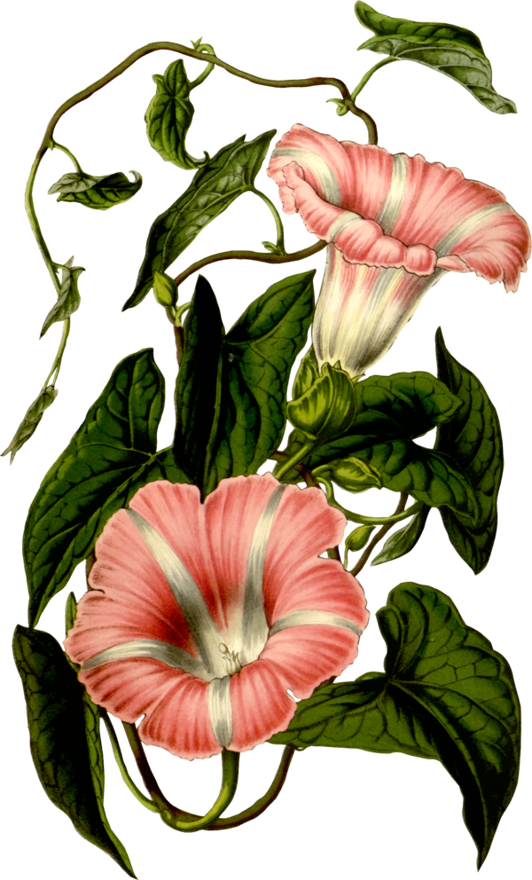 Free Hibiscus Flower Plant Flora Clipart Clipart Transparent Background