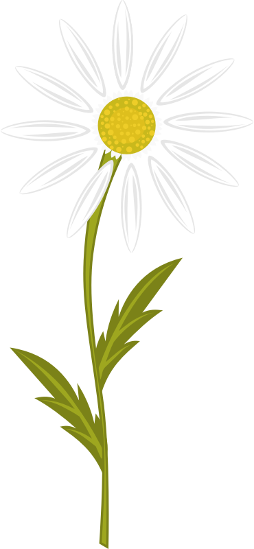 Free Daisy Flower Mayweed Oxeye Daisy Clipart Clipart Transparent Background