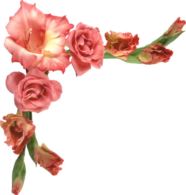 Free Carnation Flower Garden Roses Cut Flowers Clipart Clipart Transparent Background