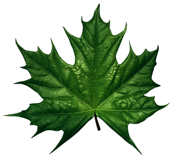 Free Tree Leaf Plant Maple Leaf Clipart Clipart Transparent Background