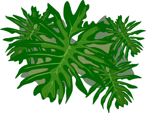 Free Herb Leaf Plant Tree Clipart Clipart Transparent Background