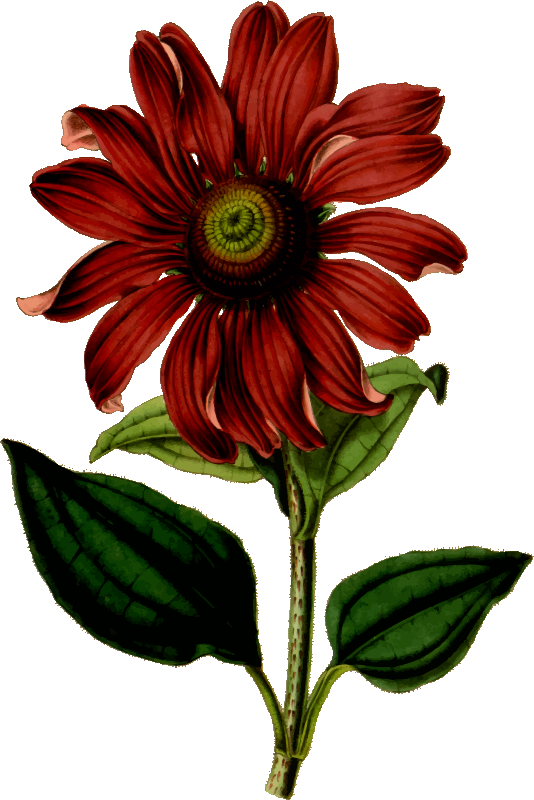 Free Gerbera Flower Plant Flora Clipart Clipart Transparent Background