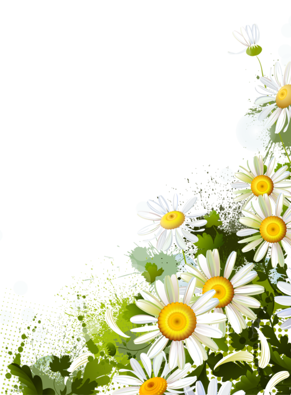 Free Spring Flower Daisy Chamaemelum Nobile Clipart Clipart Transparent Background