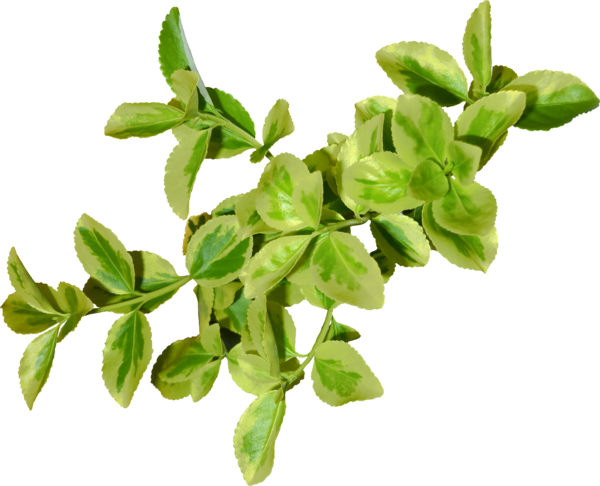 Free Vegetable Plant Basil Leaf Clipart Clipart Transparent Background