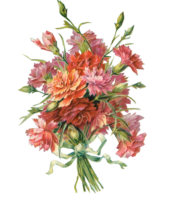 Free Carnation Flower Cut Flowers Flower Bouquet Clipart Clipart Transparent Background