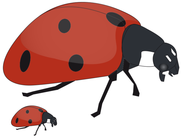 Free Mother Ladybird Insect Beetle Clipart Clipart Transparent Background