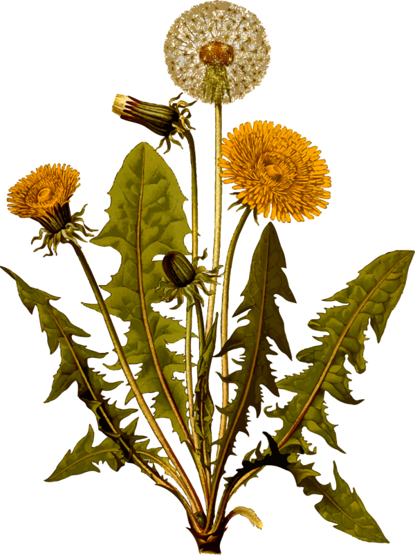 Free Daisy Flower Plant Dandelion Clipart Clipart Transparent Background