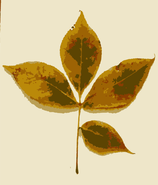 Free Leaf Leaf Plant Symmetry Clipart Clipart Transparent Background