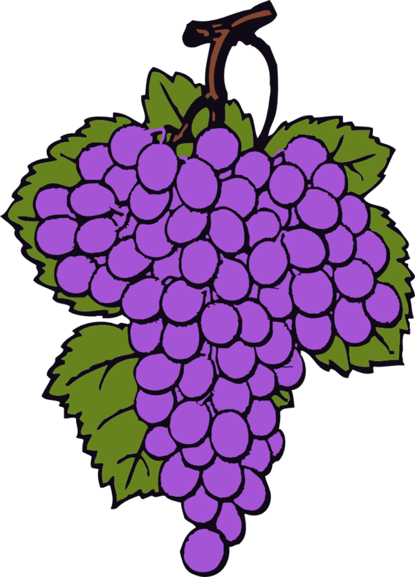 Free Fruit Flower Grape Grapevine Family Clipart Clipart Transparent Background